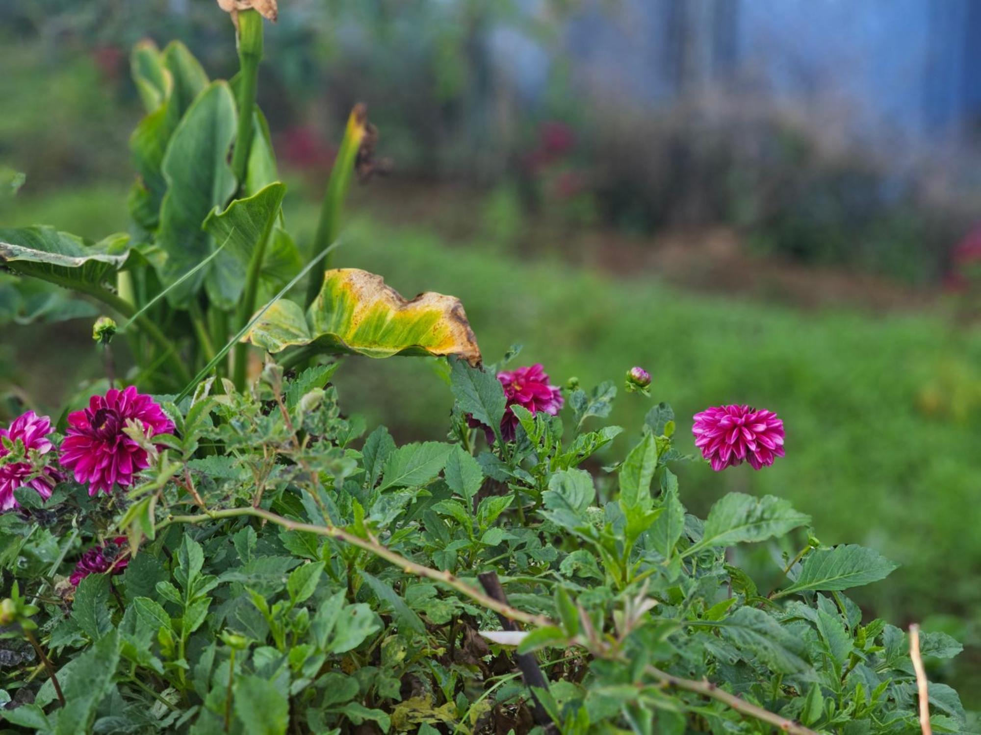 Haven Backpackers Hostel Nuwara Eliya Bagian luar foto