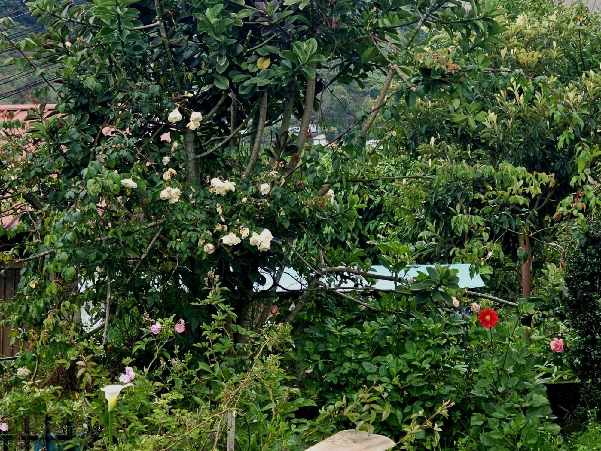 Haven Backpackers Hostel Nuwara Eliya Bagian luar foto